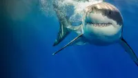 Backdrop to the movie "What the Shark?" #722007