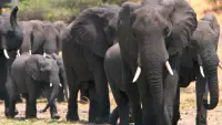 Backdrop to the movie "Elephants on the Run" #888697