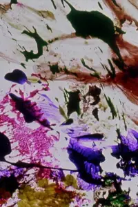 Poster to the movie "The Dante Quartet" #1209343