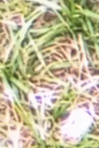 Poster to the movie "spinning flower" #1200542