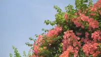 Backdrop to the movie "Pink&Pastel" #777883