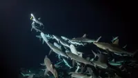 Backdrop to the movie "700 Sharks" #745658