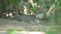 Backdrop to the movie "Wolf: Wanderer Without Borders" #762140