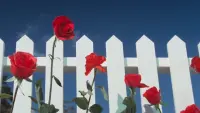 Backdrop to the movie "Blue Velvet" #667285
