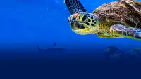 Backdrop to the movie "Turtle Odyssey" #799299