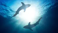 Backdrop to the movie "What the Shark?" #722002
