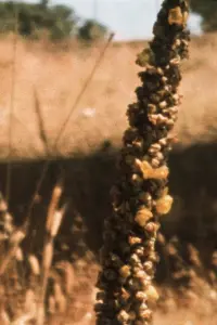 Poster to the movie "Bees in the Hills" #585465