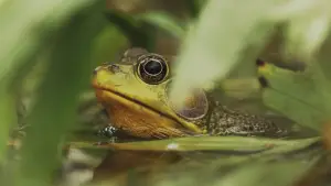 Backdrop to the movie "Understanding Myself as an Amphibian" #846305