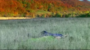 Backdrop to the movie "House of Flying Daggers" #809658