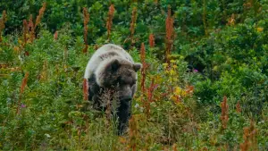 Backdrop to the movie "The Bear Beneath" #539354