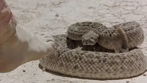 Backdrop to the movie "Holes" #673758