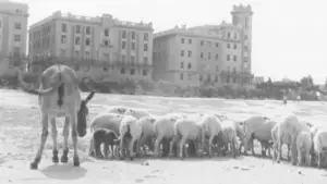 Backdrop to the movie "The First Look" #788414