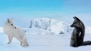 Backdrop to the movie "Kina & Yuk : renards de la banquise" #192686