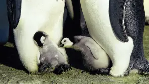 Backdrop to the movie "March of the Penguins" #380325