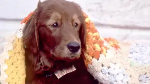 Watch film Fluke | Official Trailer 2