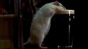 Backdrop to the movie "Rat" #647730