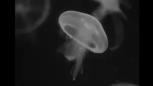 Backdrop to the movie "Miriam" #774225