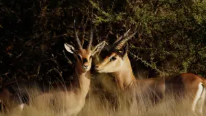 Backdrop to the movie "Horizon Saudi Arabia" #793479