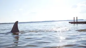 Backdrop to the movie "Shark Night 3D" #728111