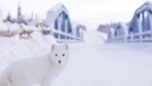 Backdrop to the movie "Kina & Yuk : renards de la banquise" #757767