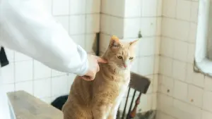 Backdrop to the movie "Spring Equinox" #449171