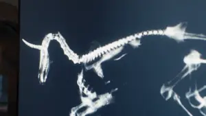 Backdrop to the movie "Death of a Unicorn" #568852