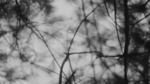 Backdrop to the movie "The Blair Witch Project" #697471