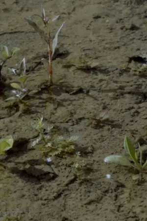 Poster to the movie "Brazza, Chronicle of a Wasteland" #197342