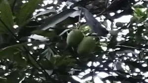 Backdrop to the movie "Summer Vacation" #460198