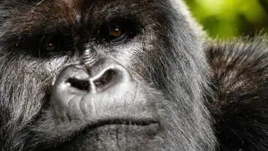 Backdrop to the movie "A Gorilla Story: Told by David Attenborough" #832781