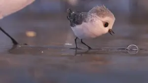 Backdrop to the movie "Piper" #177064