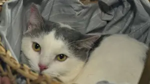 Backdrop to the movie "Green Bones" #682057