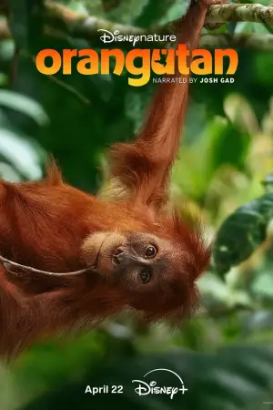 Poster to the movie "Orangutan" #798704