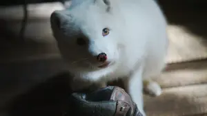 Backdrop to the movie "Kina & Yuk : renards de la banquise" #757760