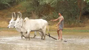 Backdrop to the movie "Bison Kaalamaadan" #786349