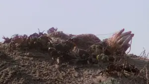 Backdrop to the movie "Jaws" #768207