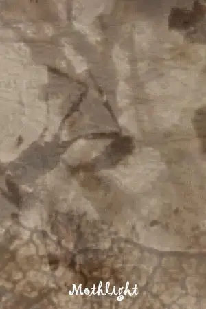 Poster to the movie "Mothlight" #703608