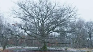 Backdrop to the movie "Heart of Oak" #198324