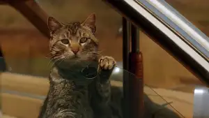 Backdrop to the movie "Sleepwalkers" #808522