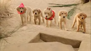 Backdrop to the movie "Treasure Buddies" #462298