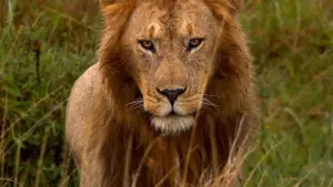 Backdrop to the movie "African Cats" #447571