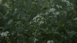 Backdrop to the movie "Para atrapar el viento" #539086