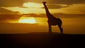 Backdrop to the movie "Ace Ventura: When Nature Calls" #808888