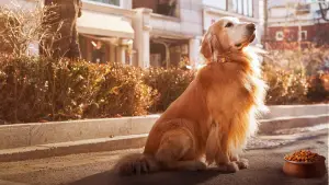 Backdrop to the movie "Dog Days" #756057