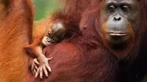 Backdrop to the movie "Orang Utans - Keepers of the Jungle" #922228