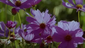 Backdrop to the movie "The Color Purple" #680582