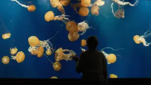 Backdrop to the movie "Remarkably Bright Creatures" #909488