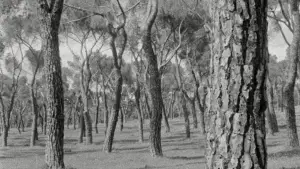 Backdrop to the movie "Materia vibrante" #789093