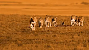 Backdrop to the movie "African Cats" #447573