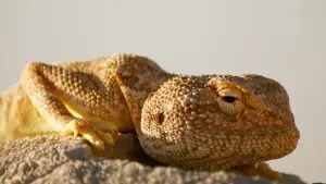 Backdrop to the movie "Horizon Saudi Arabia" #793421